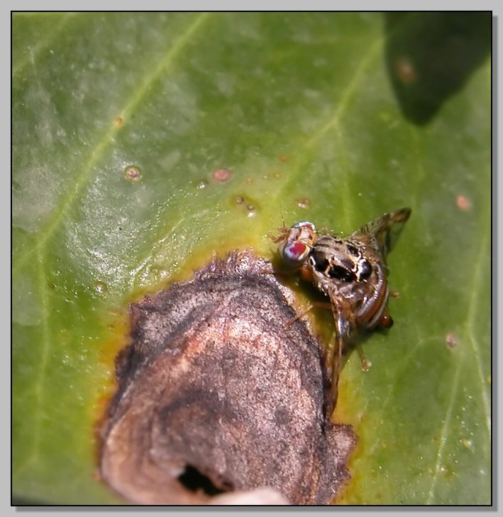 Dittero simpaticissimo (Tephritidae, Ceratitis capitata)